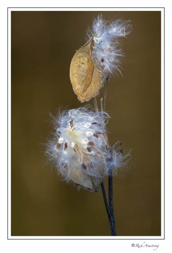 Milkweed Seedpod 1.jpg